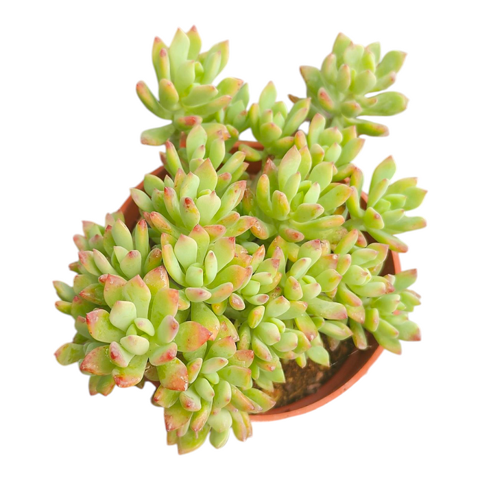 Echeveria Candy succulent with rosettes and reddish-pink tips.