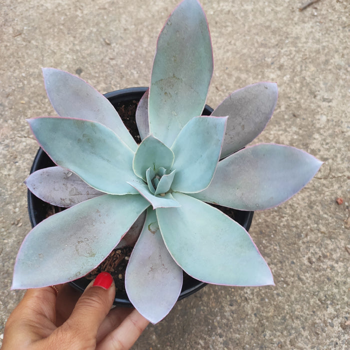 Echeveria cante succulent in black nursery pot, held by hand.