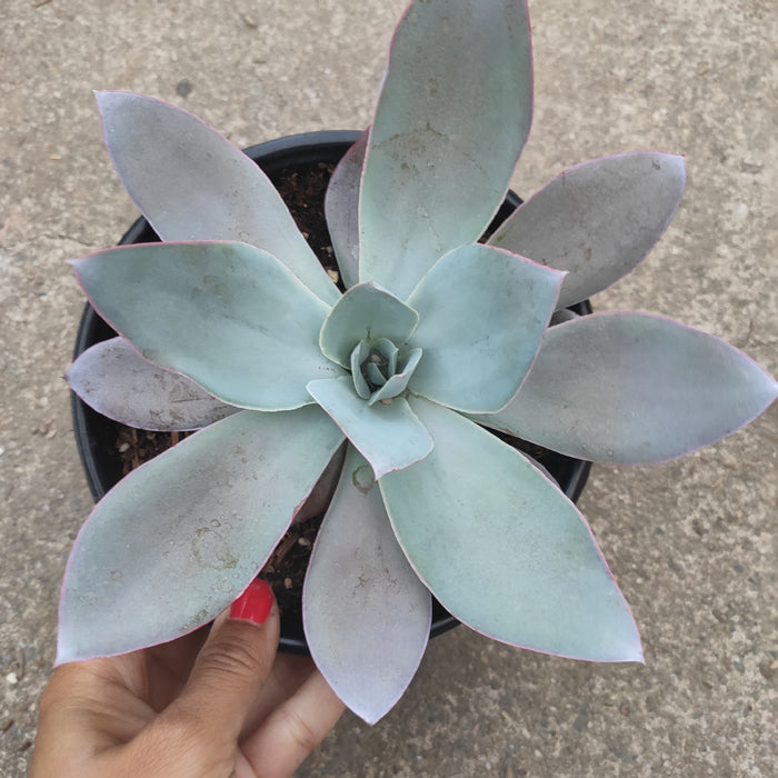 Echeveria cante succulent, blue-green rosette with pink edges.