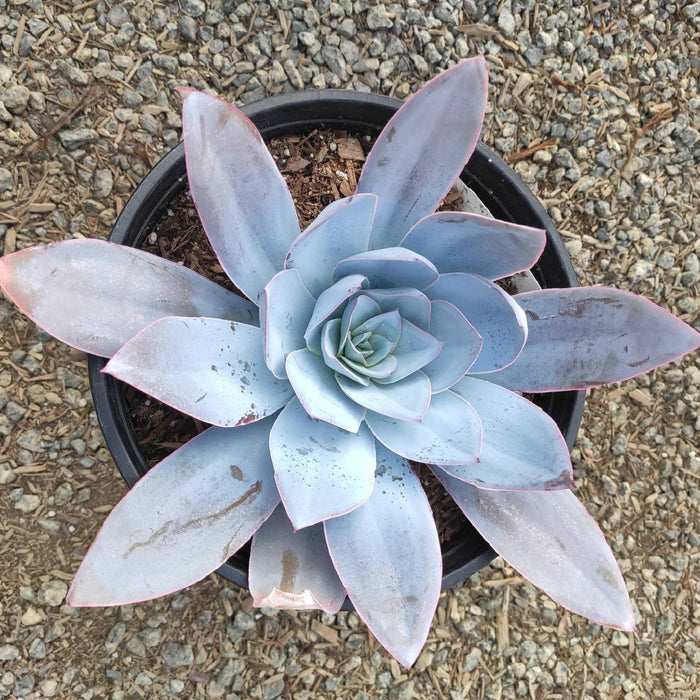 Echeveria cante rosette succulent in black pot.