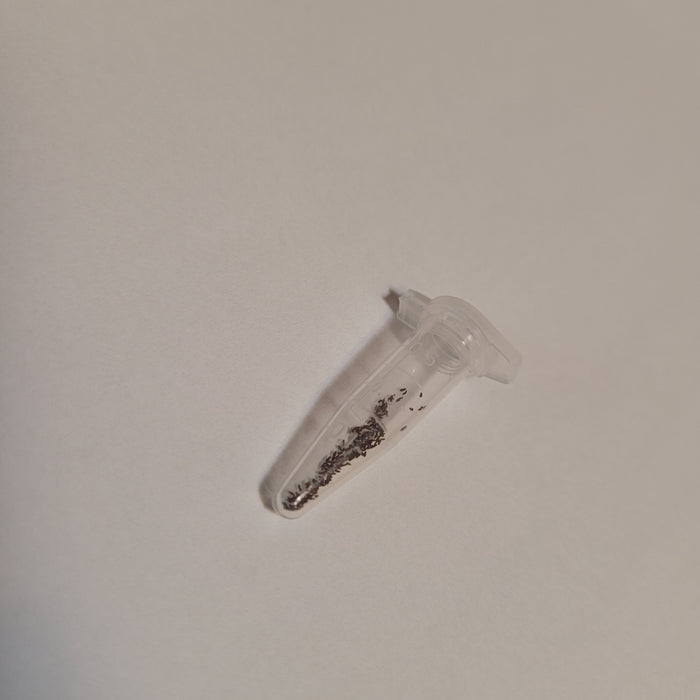 Micro-centrifuge tube with tiny black ants inside.