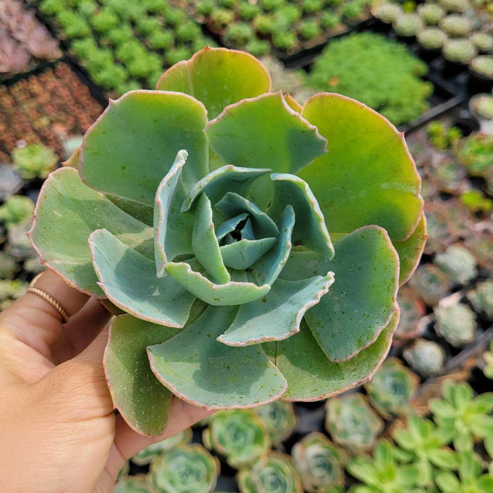 Echeveria Caribbean succulent held in hand, trays behind.