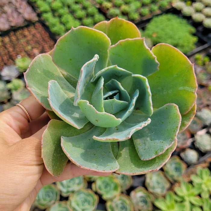 Echeveria Caribbean succulent held in hand, pink-edged leaves.