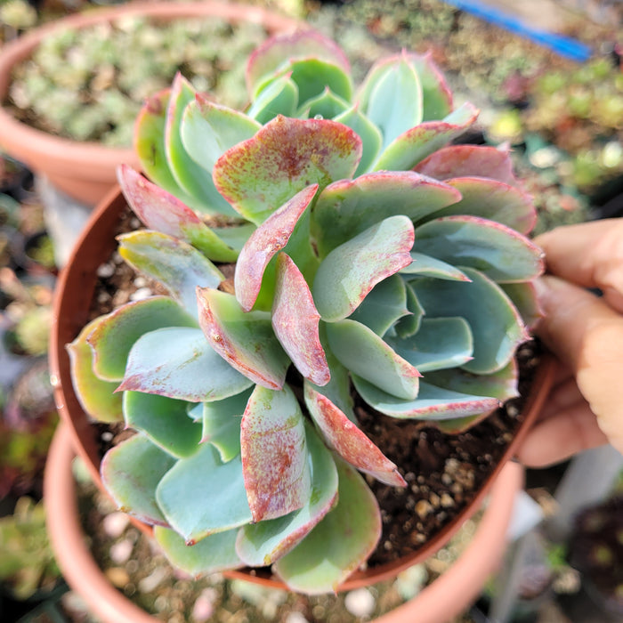 Echeveria Caribbean succulent in hand, showcasing pink-edged rosette.