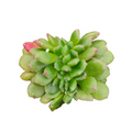 Echeveria Carol Crest succulent, rosette with pink-tipped green leaves.