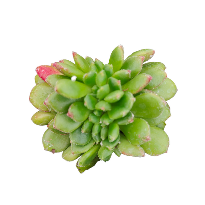 Echeveria Carol Crest succulent, rosette with pink-tipped green leaves.