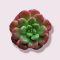 Echeveria Carol succulent with green leaves, reddish tips.