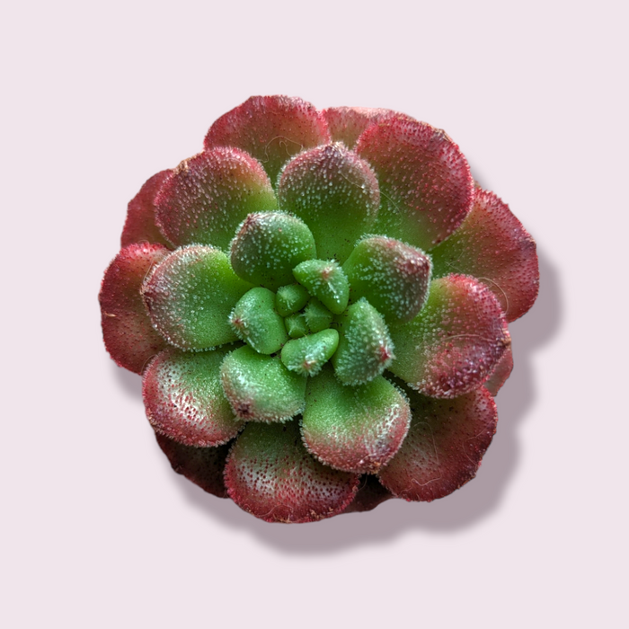 Echeveria Carol succulent, green with red-edged leaves.