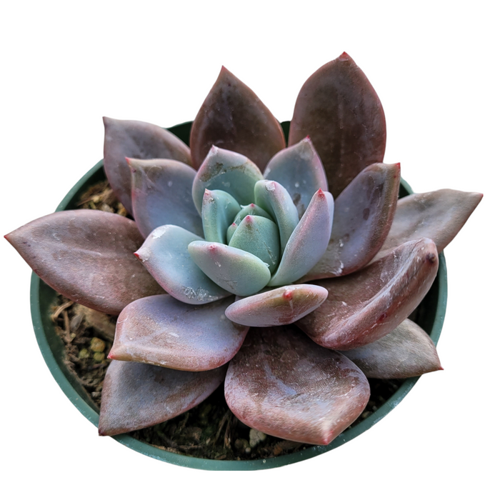 Echeveria champagne 'White Night' rosette succulent in small pot.