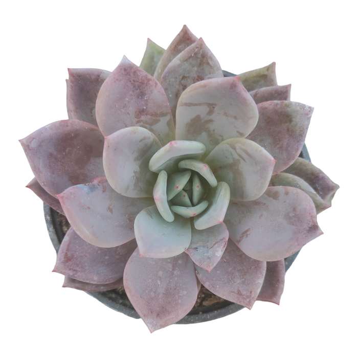 Echeveria champagne 'White Night' in pot, pink-tipped leaves.