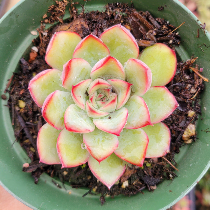 Echeveria 'Cherry' succulent with pink-tipped green leaves.