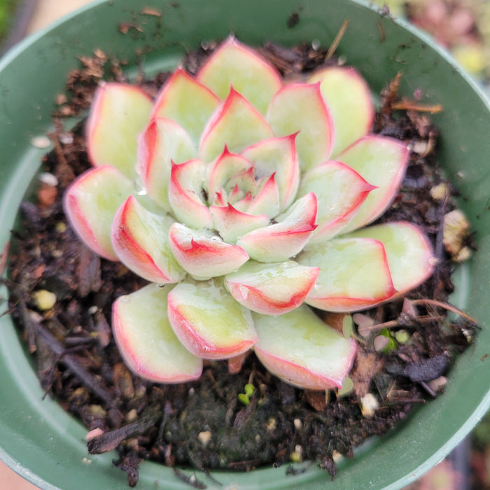 Echeveria 'Cherry' succulent in a green nursery pot.