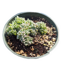 Echeveria Chrissy and Ryan Crest in nursery pot.