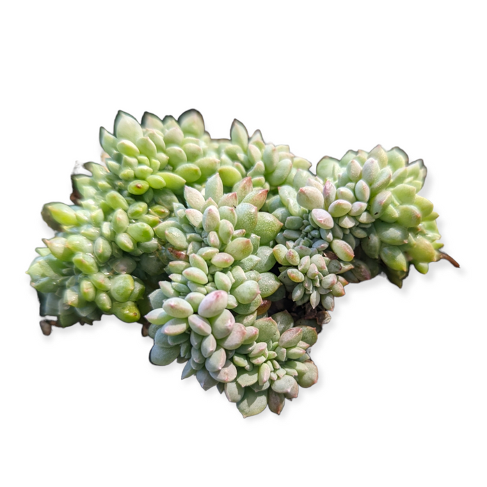 Echeveria Chrissy and Ryan Crest succulent cluster.
