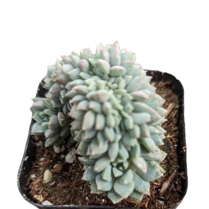 Echeveria Chrissy and Ryan Crest in nursery pot.