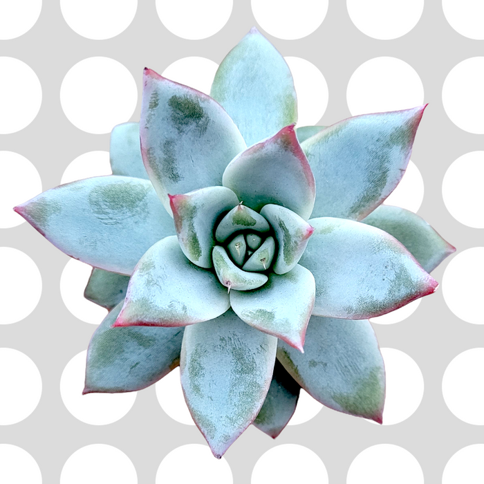 Echeveria colorata 'Brandtii' succulent with pink-tipped leaves.