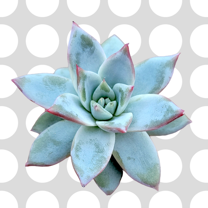 Echeveria colorata 'Brandtii' succulent with pink-tipped blue leaves.