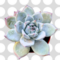 Echeveria colorata 'Brandtii' with pink-tipped leaves in pot.