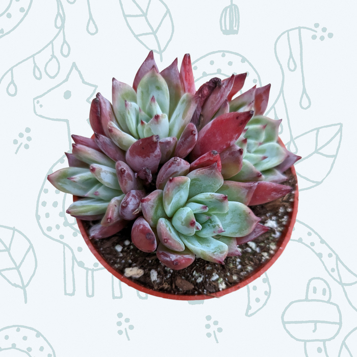 Echeveria colorata 'Brandtii' in red nursery pot.