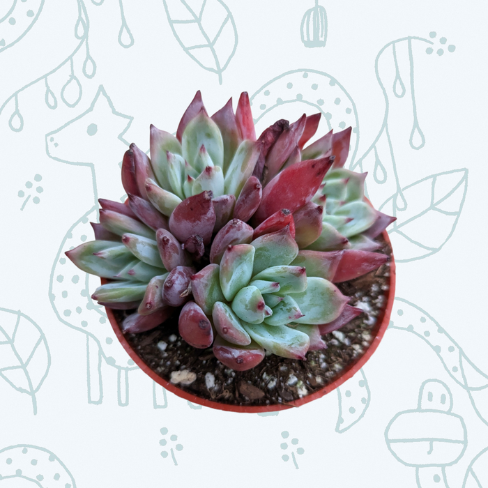 Echeveria colorata 'Brandtii' potted succulent with red-tipped rosettes.
