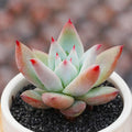 Echeveria colorata 'Tapalpa' succulent in pot.