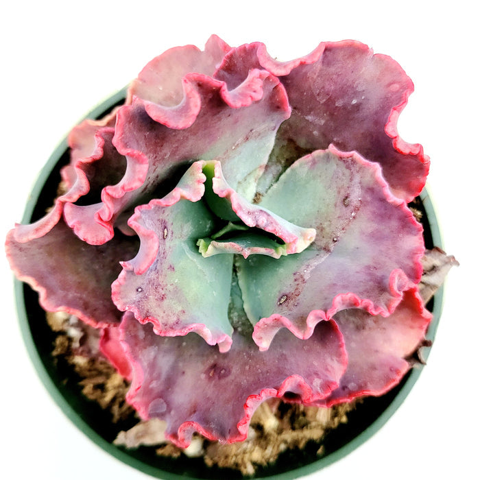Echeveria 'Crimson Tide' in a small round pot.