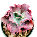 Echeveria 'Crimson Tide' succulent in pot.
