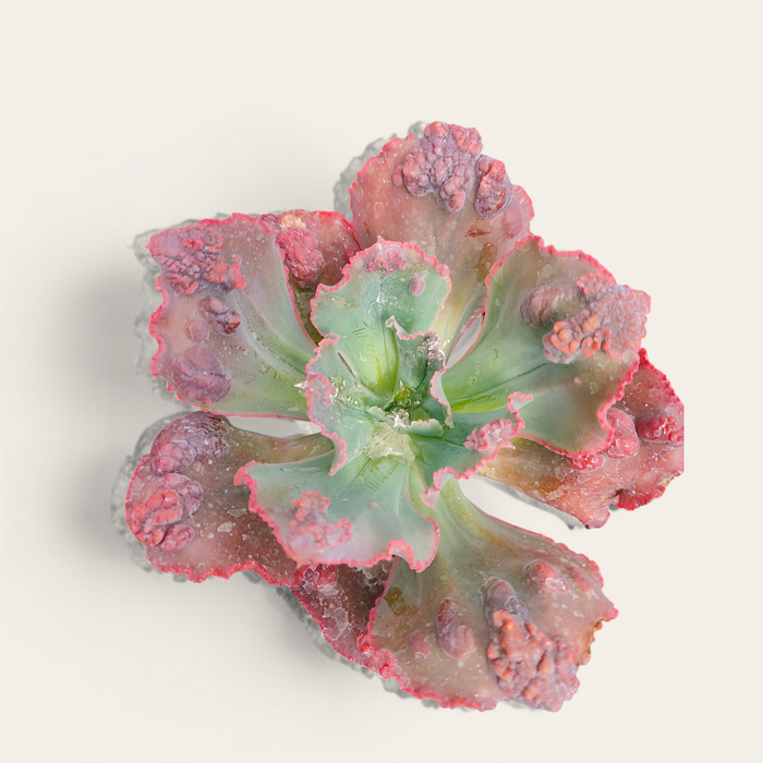 Echeveria 'Crimson Tide' succulent, green-red rosette with textured leaves.