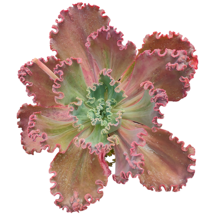 Echeveria 'Crimson Tide' succulent, top-down view, ruffled leaves.