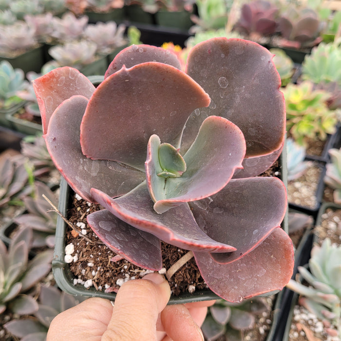 Echeveria Crinoline ruffles in a ceramic pot.
