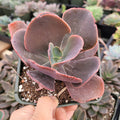 Echeveria Crinoline ruffles succulent in nursery pot.