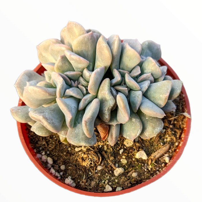 Echeveria 'Cubic Frost' Crest in red pot.
