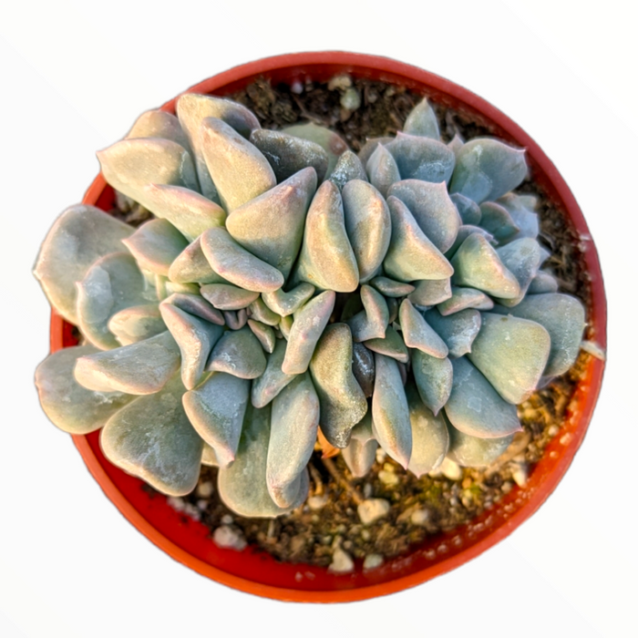 Echeveria 'Cubic Frost' Crest, potted succulent with bluish-green rosette leaves.