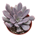 Echeveria Cupid in small nursery pot with rosette leaves.
