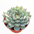 Echeveria cuspidata var. zaragozae in clay pot.