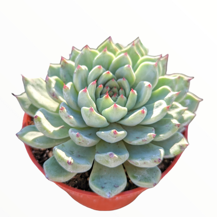 Echeveria cuspidata var. zaragozae in clay pot.