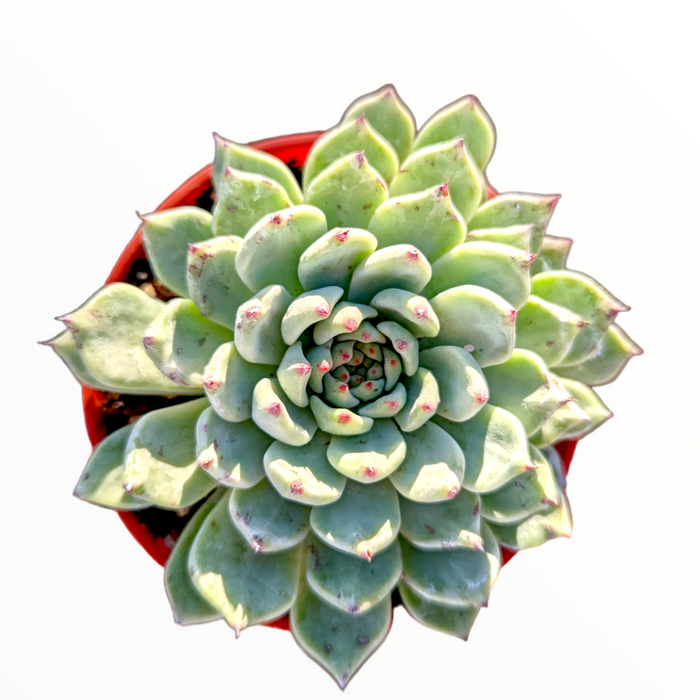 Echeveria cuspidata var. zaragozae, rosette succulent with pink-tipped leaves.