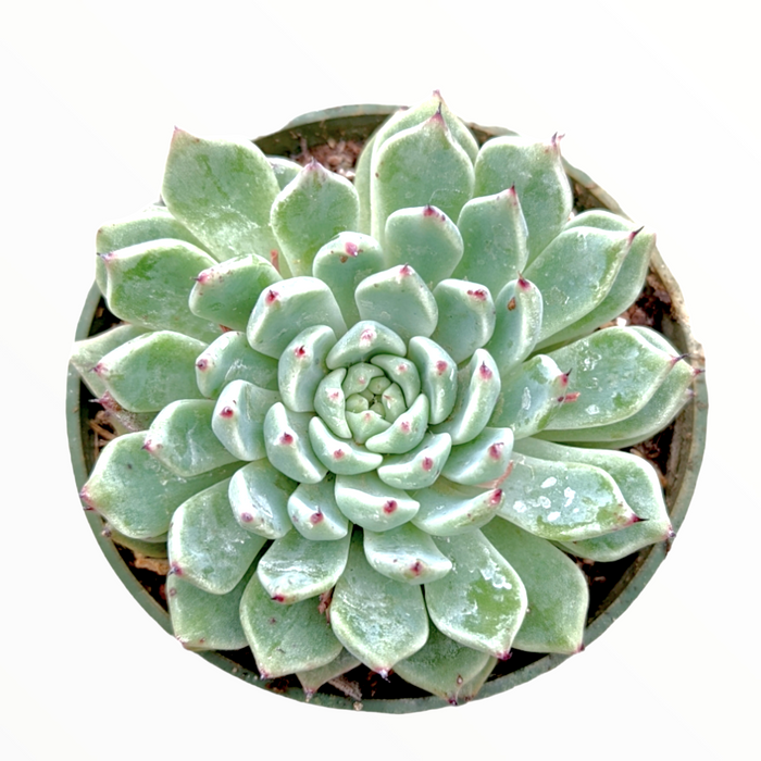 Echeveria cuspidata var. zaragozae, top-down view, pink-tipped leaves.