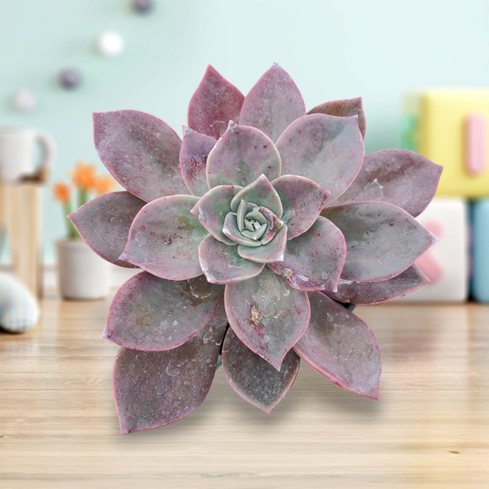 Echeveria Cv Huthspinke succulent on a wooden tabletop.