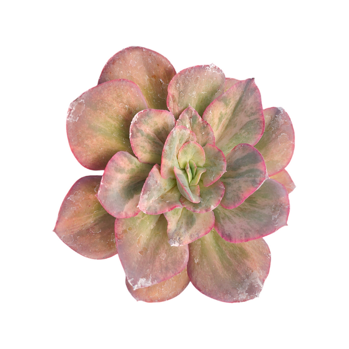 Echeveria 'Da Vinci Code' Variegata, top view rosette succulent.