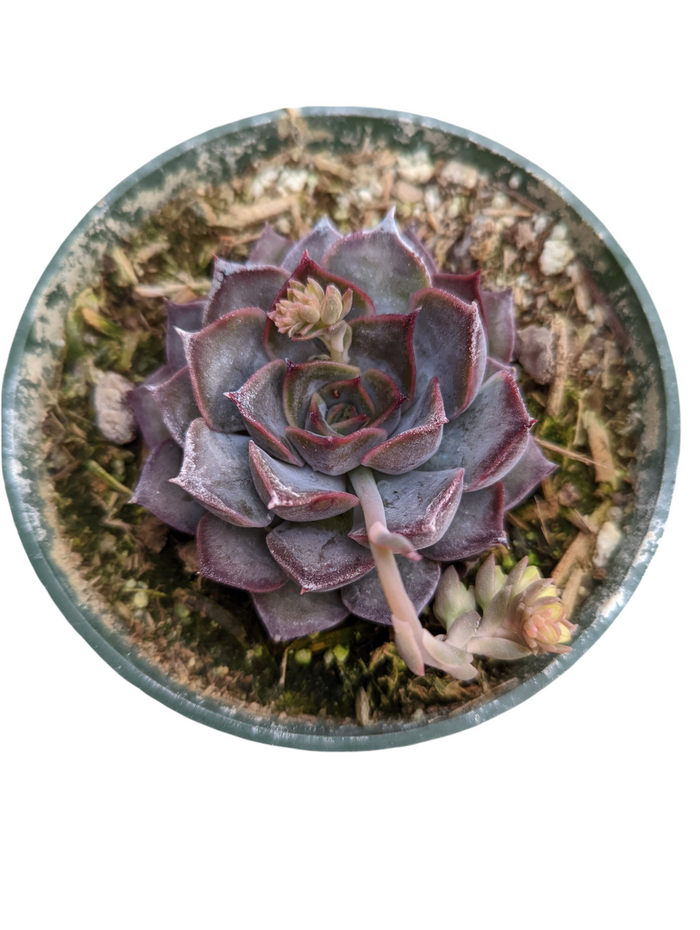 Echeveria Dark Ice in green pot with budding flower stalk.