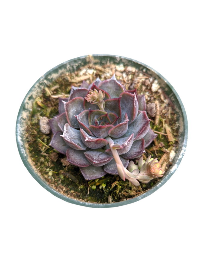 Echeveria Dark Ice succulent with reddish-edged, spoon-shaped leaves.