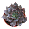 Echeveria 'Dark Moon' in small pot with pink-edged leaves.