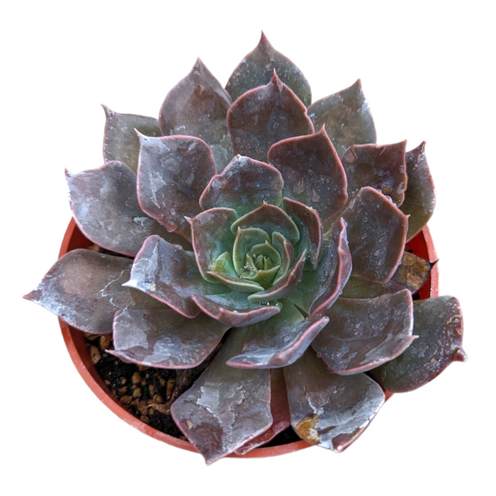Echeveria 'Dark Moon' in small pot with pink-edged leaves.