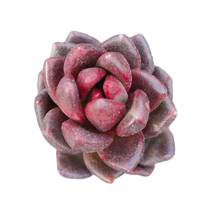Echeveria 'Dark Night Rose' succulent, top-down view.