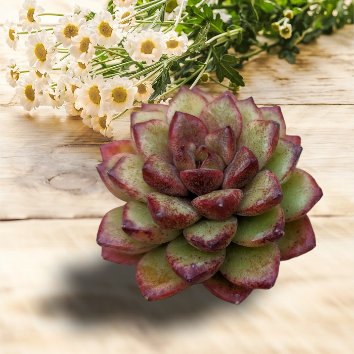 Echeveria Diamond Rose succulent with reddish leaf tips.