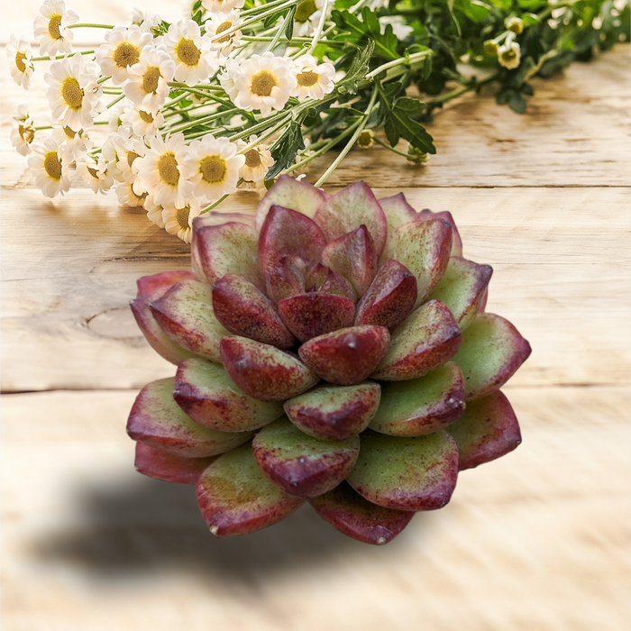 Echeveria Diamond Rose succulent with reddish-edged green leaves.