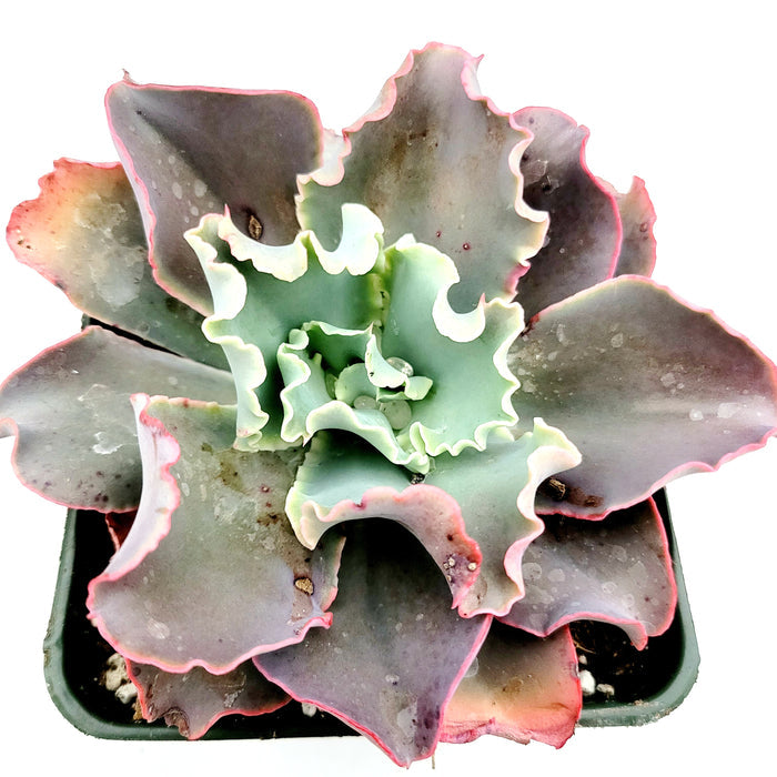 Echeveria 'Dick's Pink' succulent with ruffled, colorful leaves.