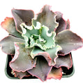 Echeveria 'Dick's Pink' succulent with ruffled, colorful leaves.
