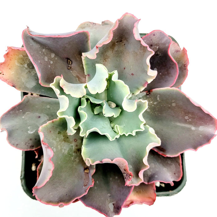 Echeveria 'Dick's Pink' succulent with wavy, colorful leaves.